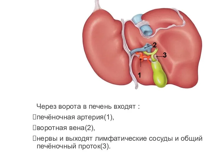 Через ворота в печень входят : печёночная артерия(1), воротная вена(2), нервы