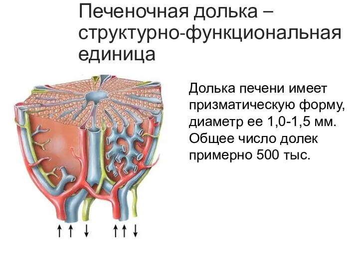 Печеночная долька – структурно-функциональная единица Долька печени имеет призматическую форму, диаметр