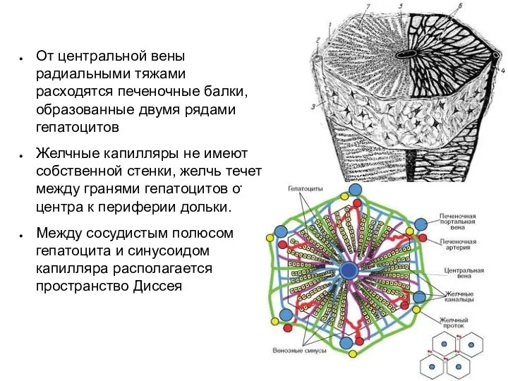 От центральной вены радиальными тяжами расходятся печеночные балки, образованные двумя рядами