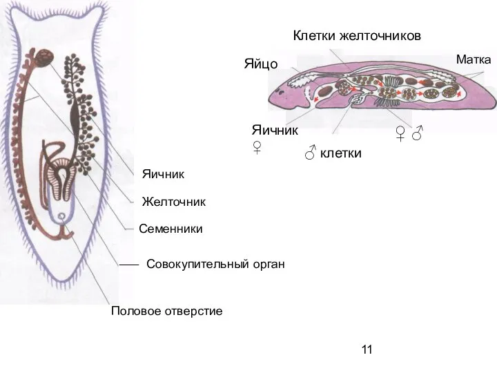 Яичник Желточник Семенники Совокупительный орган Половое отверстие Клетки желточников Яйцо ♂