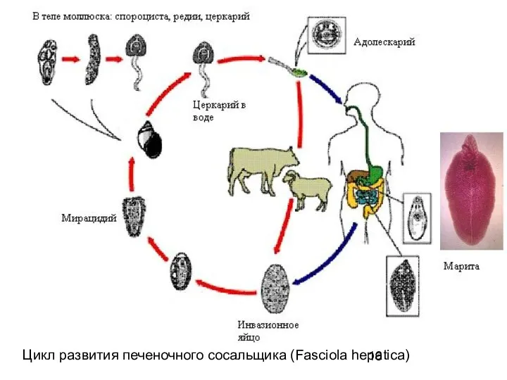 Цикл развития печеночного сосальщика (Fasciola hepatica)