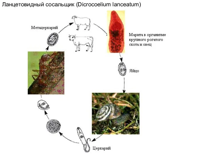 Ланцетовидный сосальщик (Dicrocoelium lanceatum)