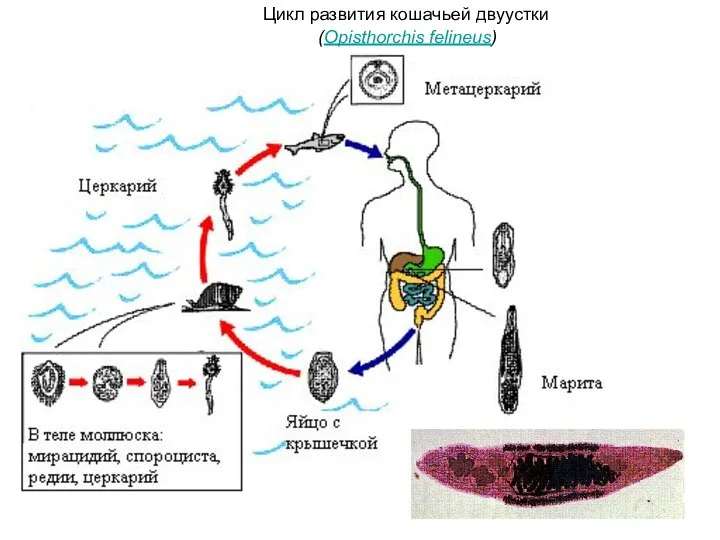 Цикл развития кошачьей двуустки (Opisthorchis felineus)