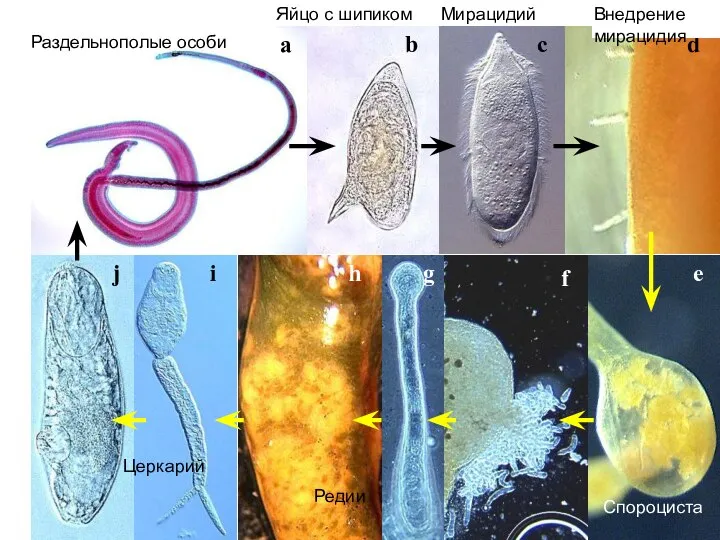 Immunology Раздельнополые особи Яйцо с шипиком Мирацидий Внедрение мирацидия Спороциста Редии Церкарий