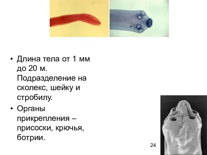 Длина тела от 1 мм до 20 м. Подразделение на сколекс,