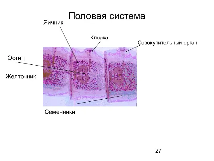 Половая система Яичник Семенники Оотип Желточник Совокупительный орган Клоака