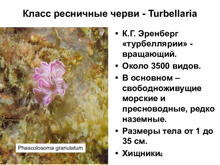 Класс ресничные черви - Turbellaria К.Г. Эренберг «турбеллярии» - вращающий. Около