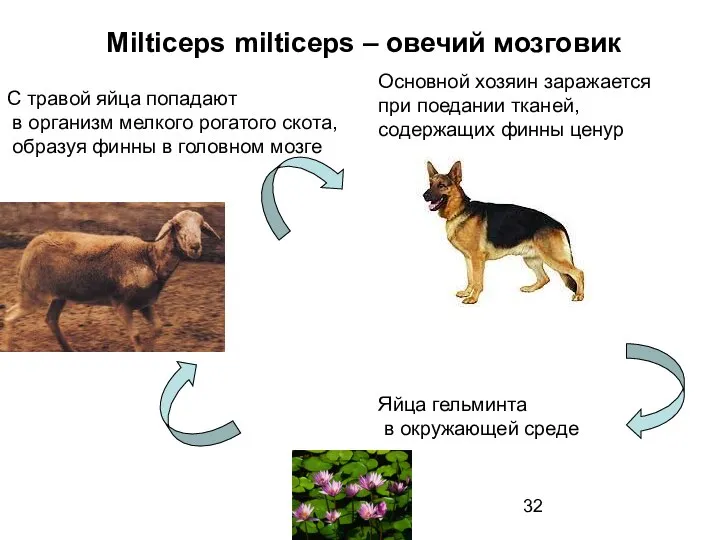 Milticeps milticeps – овечий мозговик Яйца гельминта в окружающей среде С