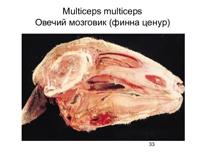 Multiceps multiceps Овечий мозговик (финна ценур)