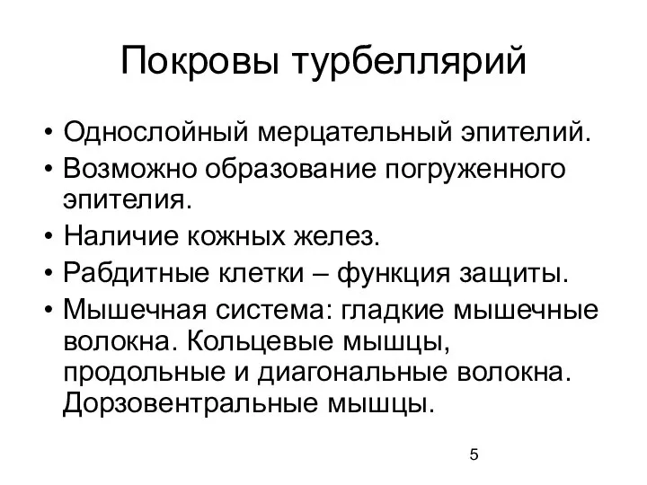 Покровы турбеллярий Однослойный мерцательный эпителий. Возможно образование погруженного эпителия. Наличие кожных