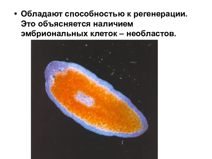 Обладают способностью к регенерации. Это объясняется наличием эмбриональных клеток – необластов.