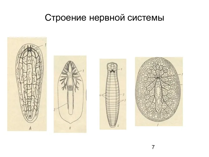 Строение нервной системы