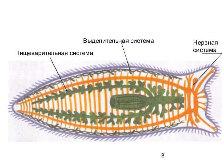 Пищеварительная система Выделительная система Нервная система