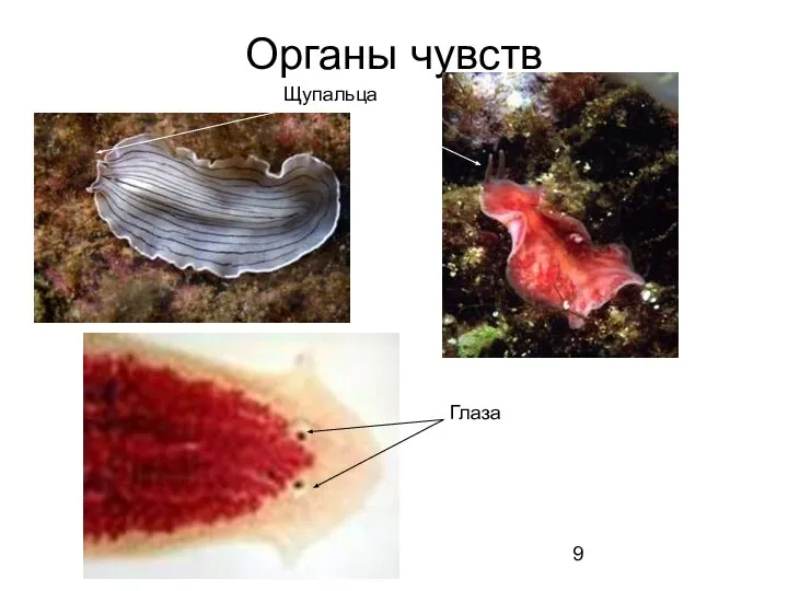 Органы чувств Щупальца Глаза