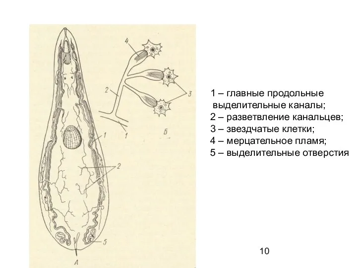 Выделительная система 1 – главные продольные выделительные каналы; 2 – разветвление