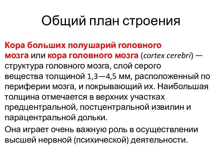 Общий план строения Кора больших полушарий головного мозга или кора головного