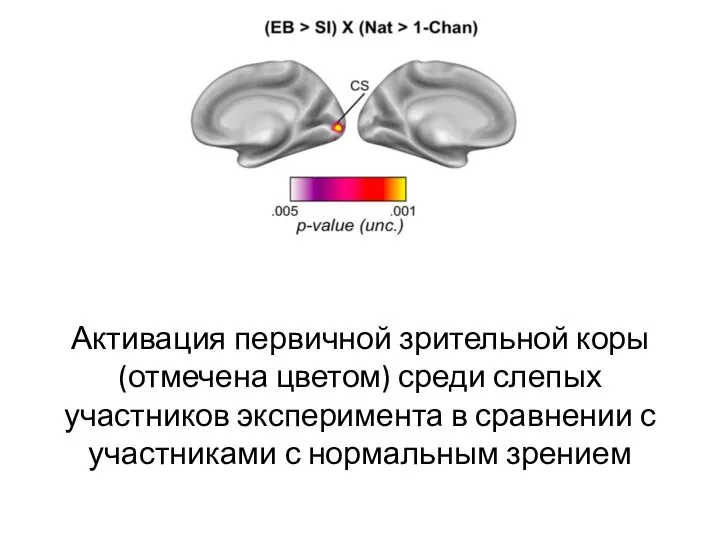 Активация первичной зрительной коры (отмечена цветом) среди слепых участников эксперимента в