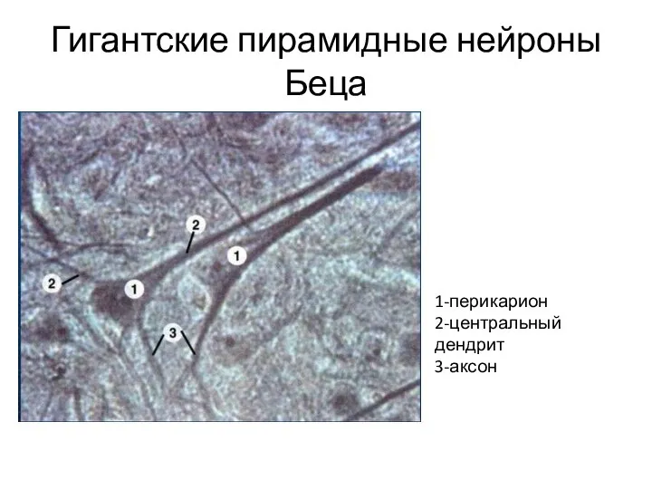 Гигантские пирамидные нейроны Беца 1-перикарион 2-центральный дендрит 3-аксон