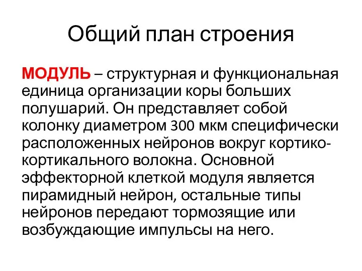 Общий план строения МОДУЛЬ – структурная и функциональная единица организации коры