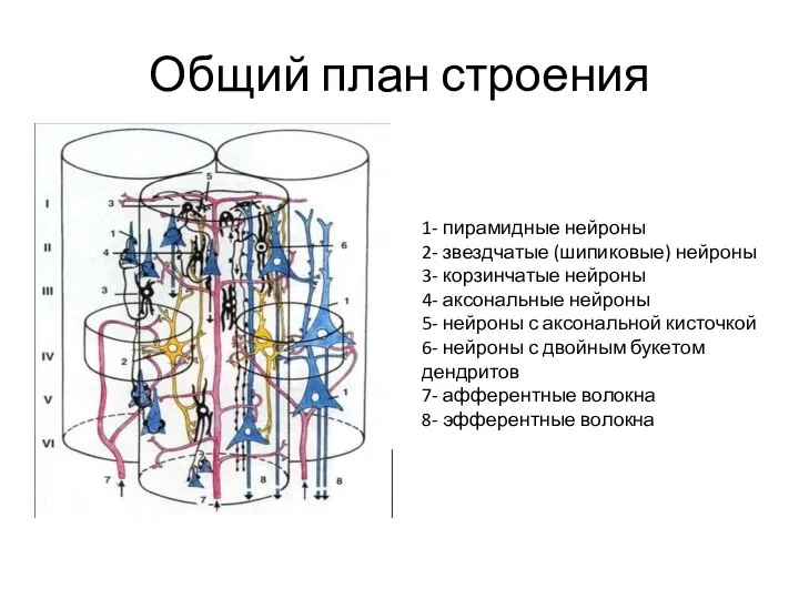 Общий план строения 1- пирамидные нейроны 2- звездчатые (шипиковые) нейроны 3-