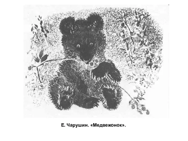 Е. Чарушин. «Медвежонок».