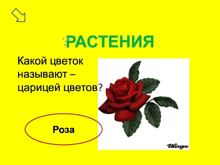 Какой цветок называют – царицей цветов? Роза РАСТЕНИЯ