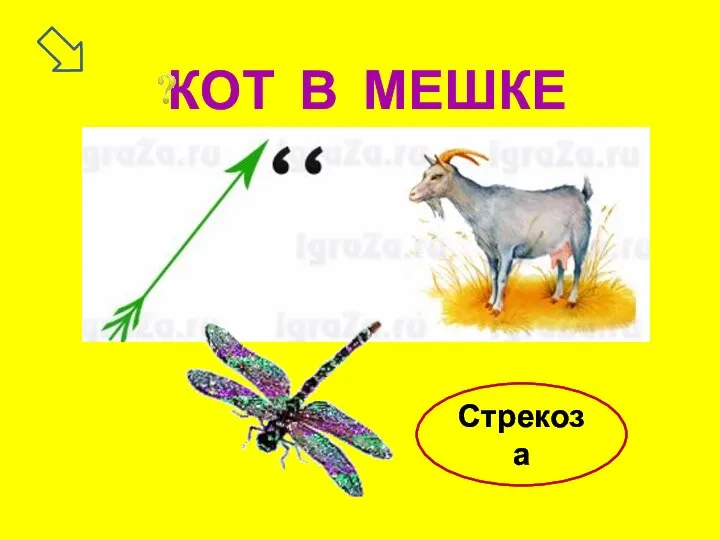 КОТ В МЕШКЕ Стрекоза