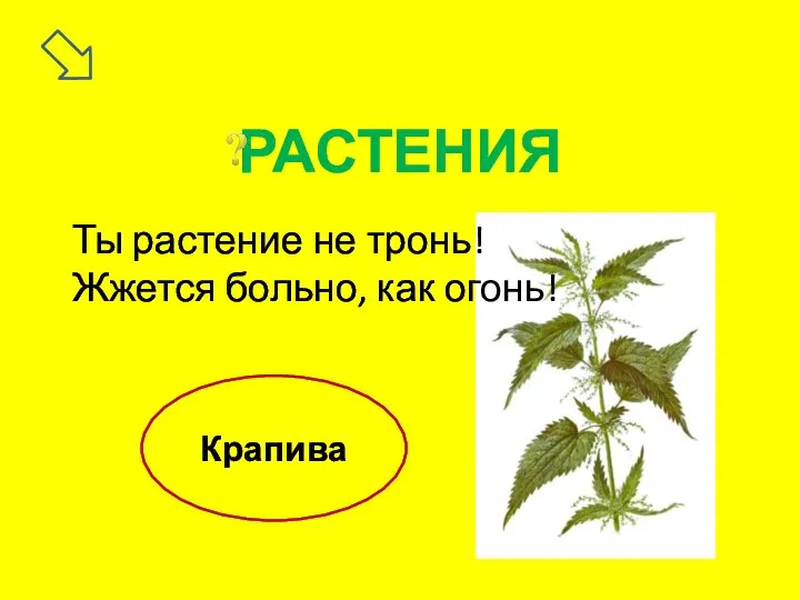 Ты растение не тронь! Жжется больно, как огонь! Крапива РАСТЕНИЯ