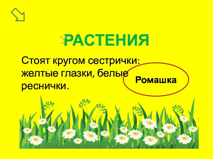 Стоят кругом сестрички: желтые глазки, белые реснички. Ромашка РАСТЕНИЯ