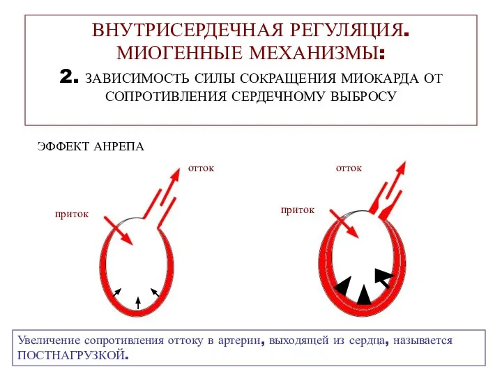 ВНУТРИСЕРДЕЧНАЯ РЕГУЛЯЦИЯ. МИОГЕННЫЕ МЕХАНИЗМЫ: 2. ЗАВИСИМОСТЬ СИЛЫ СОКРАЩЕНИЯ МИОКАРДА ОТ СОПРОТИВЛЕНИЯ