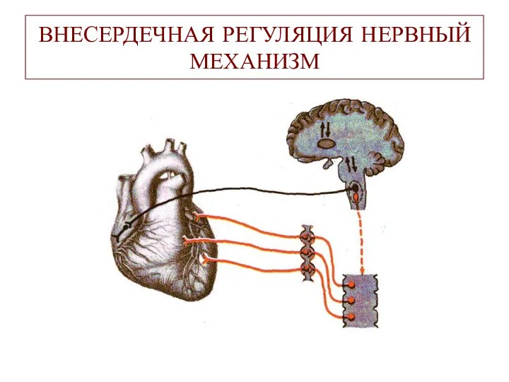 ВНЕСЕРДЕЧНАЯ РЕГУЛЯЦИЯ НЕРВНЫЙ МЕХАНИЗМ