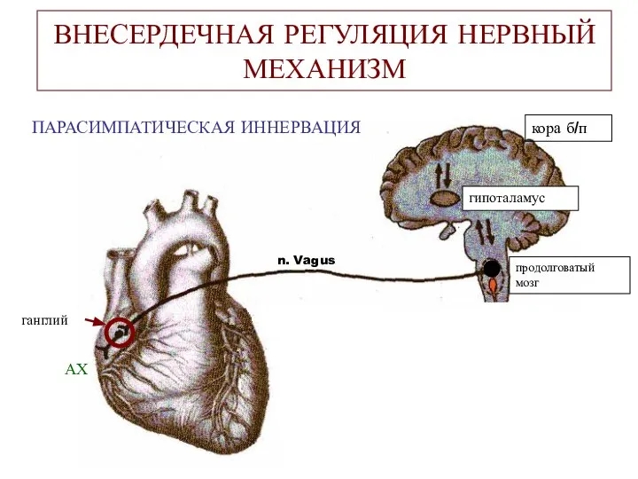 ВНЕСЕРДЕЧНАЯ РЕГУЛЯЦИЯ НЕРВНЫЙ МЕХАНИЗМ ПАРАСИМПАТИЧЕСКАЯ ИННЕРВАЦИЯ n. Vagus ганглий АХ продолговатый мозг гипоталамус кора б/п