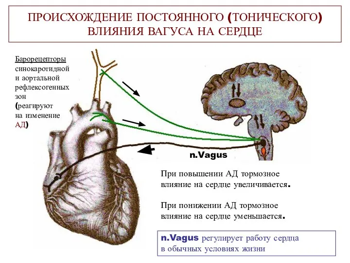 ПРОИСХОЖДЕНИЕ ПОСТОЯННОГО (ТОНИЧЕСКОГО) ВЛИЯНИЯ ВАГУСА НА СЕРДЦЕ n.Vagus Барорецепторы синокаротидной и