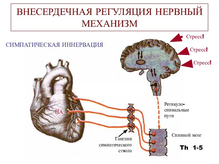 ВНЕСЕРДЕЧНАЯ РЕГУЛЯЦИЯ НЕРВНЫЙ МЕХАНИЗМ СИМПАТИЧЕСКАЯ ИННЕРВАЦИЯ Спинной мозг Th 1-5 Ганглии