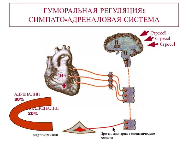 ГУМОРАЛЬНАЯ РЕГУЛЯЦИЯ: СИМПАТО-АДРЕНАЛОВАЯ СИСТЕМА НА надпочечники НОРАДРЕНАЛИН 20% АДРЕНАЛИН 80% Преганглионарные