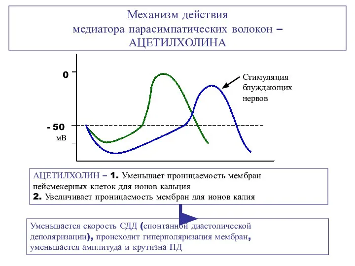 Механизм действия медиатора парасимпатических волокон – АЦЕТИЛХОЛИНА 50 мВ 0 Стимуляция