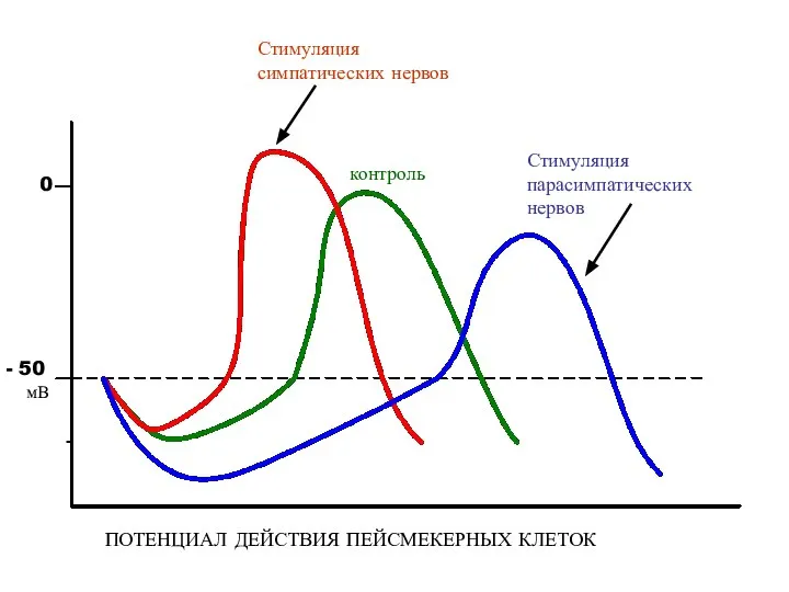 50 мВ 0 Стимуляция симпатических нервов Стимуляция парасимпатических нервов контроль ПОТЕНЦИАЛ ДЕЙСТВИЯ ПЕЙСМЕКЕРНЫХ КЛЕТОК