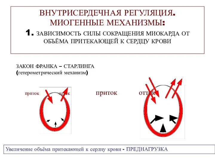 ВНУТРИСЕРДЕЧНАЯ РЕГУЛЯЦИЯ. МИОГЕННЫЕ МЕХАНИЗМЫ: 1. ЗАВИСИМОСТЬ СИЛЫ СОКРАЩЕНИЯ МИОКАРДА ОТ ОБЪЁМА