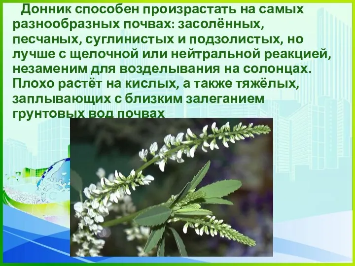 Донник способен произрастать на самых разнообразных почвах: засолённых, песчаных, суглинистых и