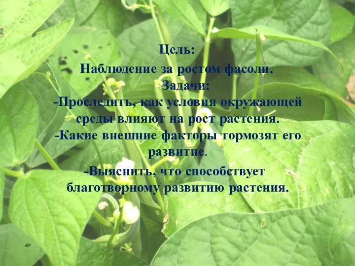 Цель: Наблюдение за ростом фасоли. Задачи: -Проследить, как условия окружающей среды