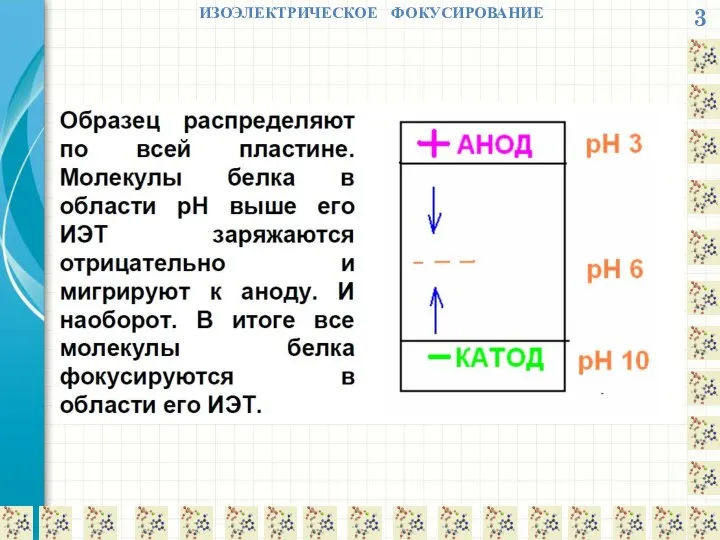 3 ИЗОЭЛЕКТРИЧЕСКОЕ ФОКУСИРОВАНИЕ