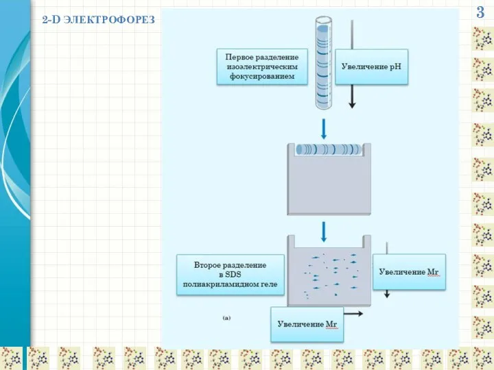 3 2-D ЭЛЕКТРОФОРЕЗ