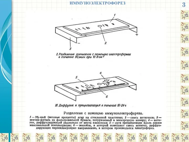 3 ИММУНОЭЛЕКТРОФОРЕЗ