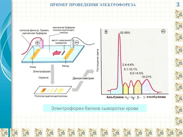 3 ПРИМЕР ПРОВЕДЕНИЯ ЭЛЕКТРОФОРЕЗА