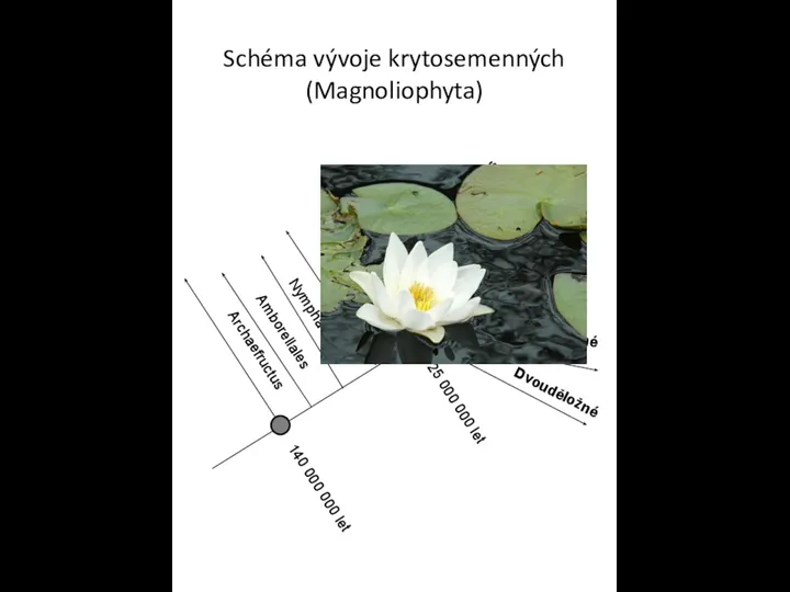 Schéma vývoje krytosemenných (Magnoliophyta) Archaefructus 140 000 000 let 125 000