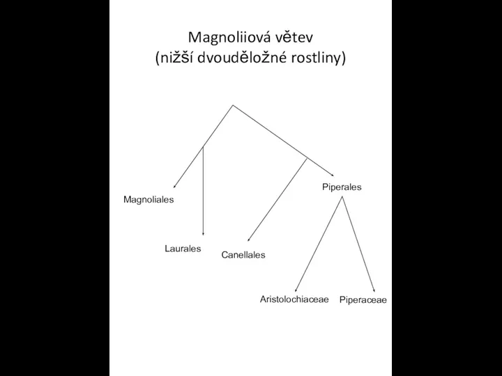 Magnoliiová větev (nižší dvouděložné rostliny) Magnoliales Laurales Canellales Piperales Aristolochiaceae Piperaceae