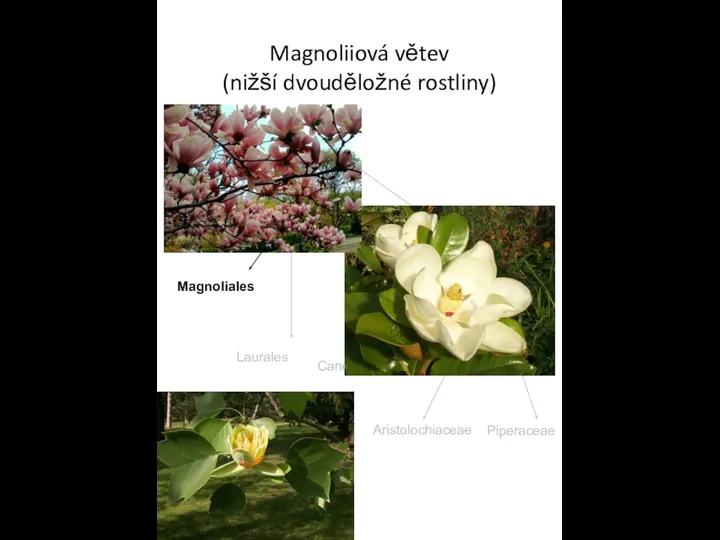 Magnoliiová větev (nižší dvouděložné rostliny) Magnoliales Laurales Canellales Piperales Aristolochiaceae Piperaceae