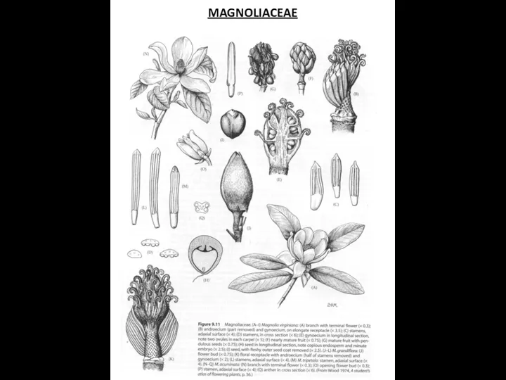 MAGNOLIACEAE