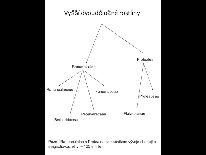 Vyšší dvouděložné rostliny Ranunculales Ranunculaceae Berberidaceae Platanaceae Proteaceae Proteales Papaveraceae Fumariaceae