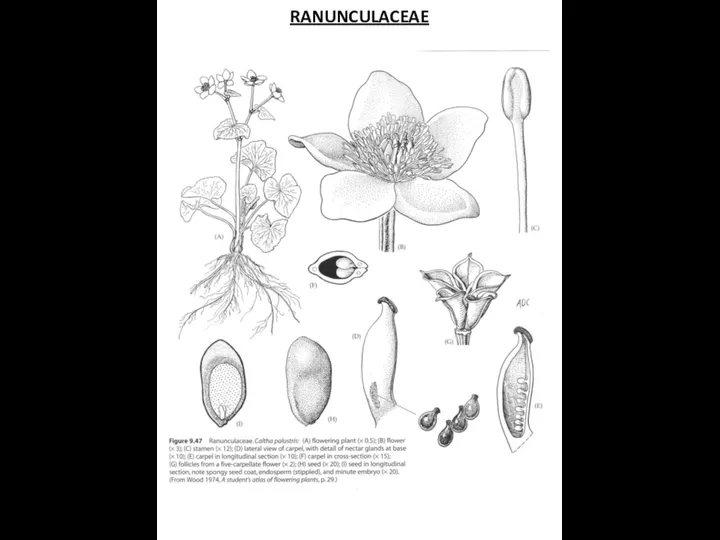 RANUNCULACEAE